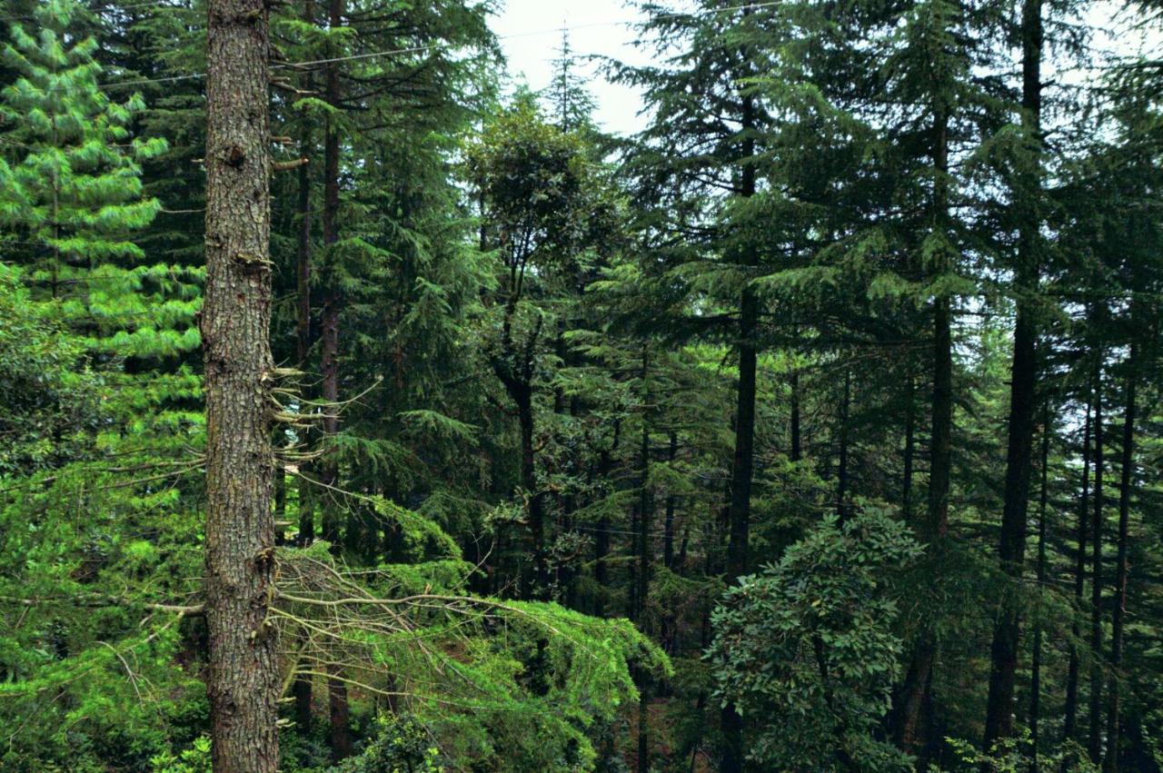 Junglaat Stays & Experiences Dharamszala Kültér fotó